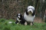 BEARDED COLLIE 344